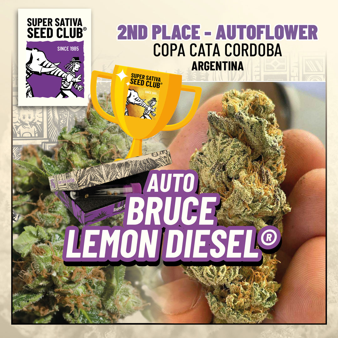 Auto Bruce Lemon Diesel: second prize, autoflower (Copa Cata 2022)