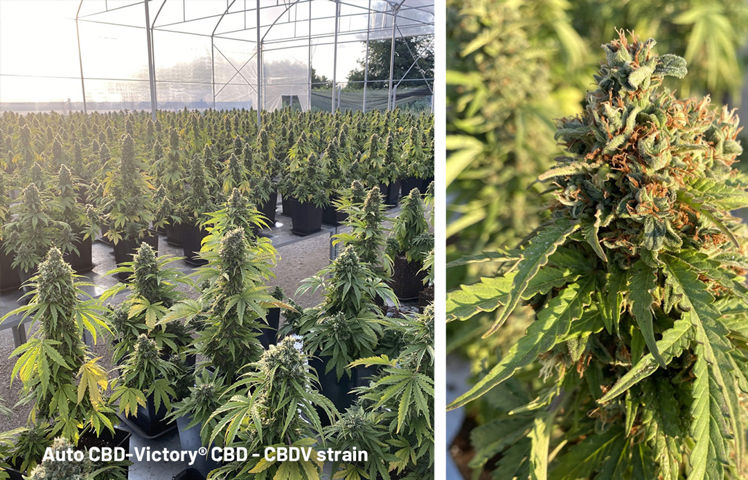 Auto-CBD-Victory-cbdv-strain