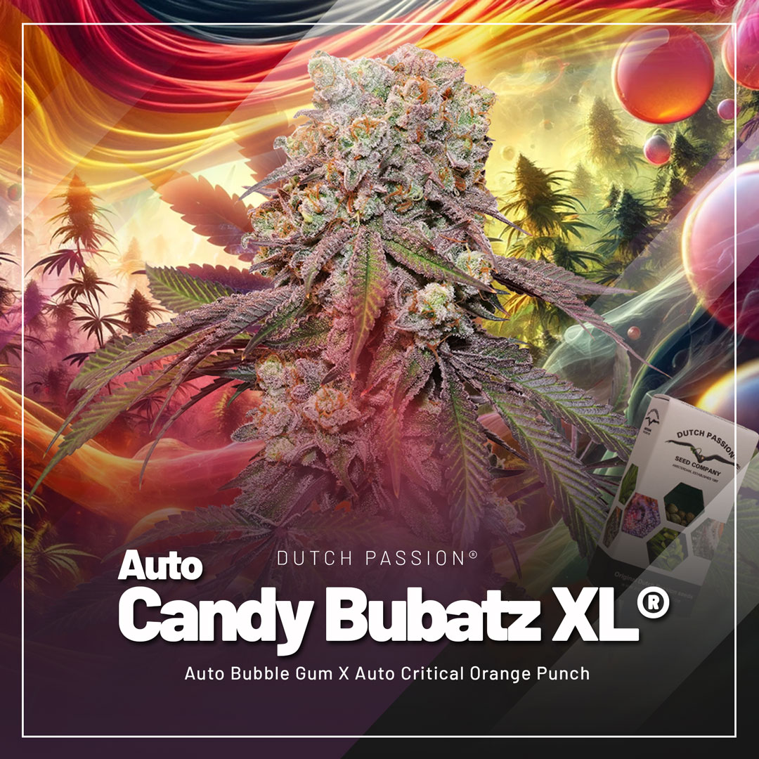 Auto-Candy-Bubatz-XL-autoflower-legal-cannabis-in-Germany