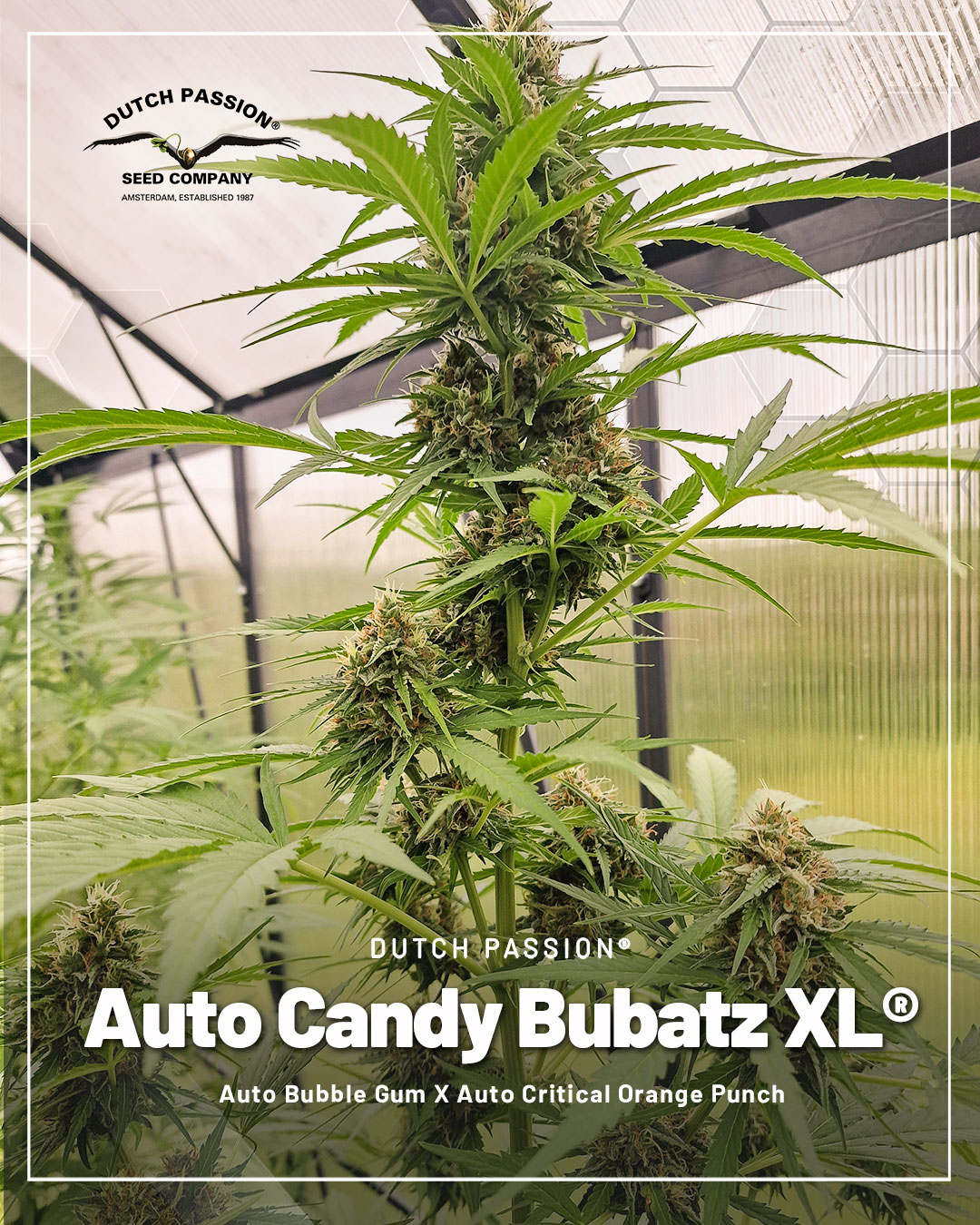 Auto-Candy-Bubatz-XL-autoflower-with-fat-sticky-buds
