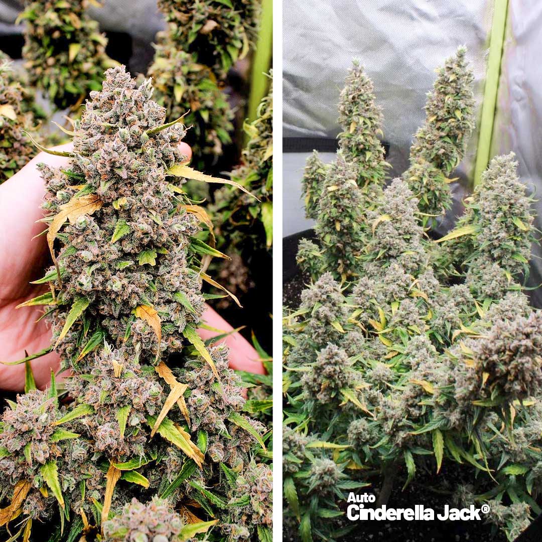 Auto-Cinderella-Jack-autoflower-extreme-thc-by-dutch-passion