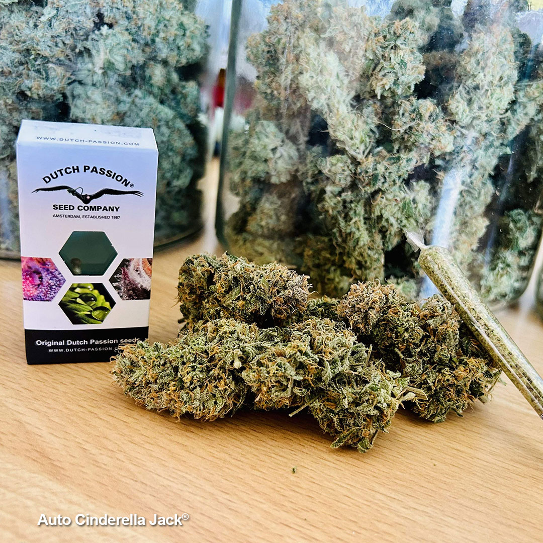 Auto-Cinderella-Jack-diary-of-the-month-frosty-buds-in-a-pot
