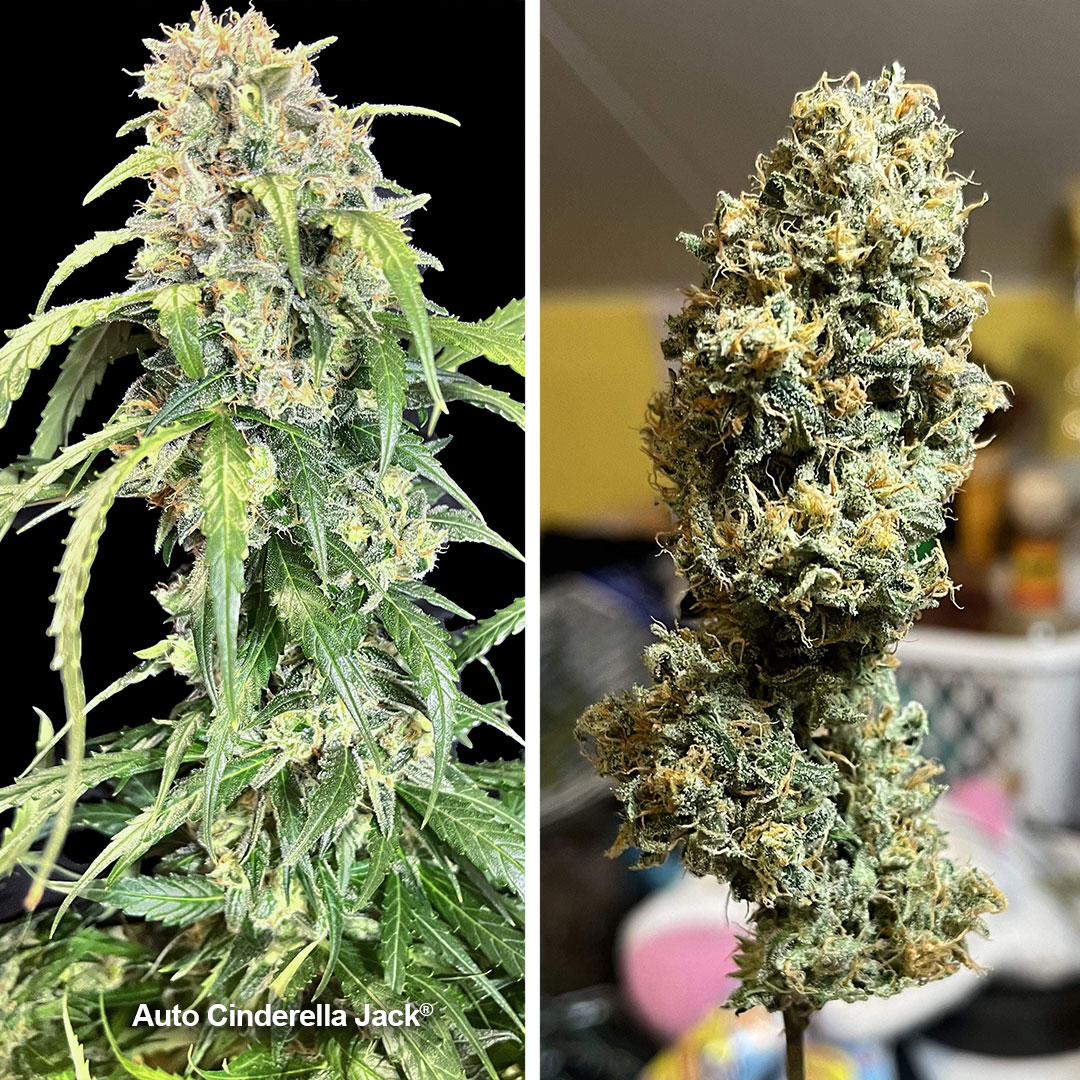 Auto-Cinderella-Jack-diary-of-the-month-frosty-cannabis-bud