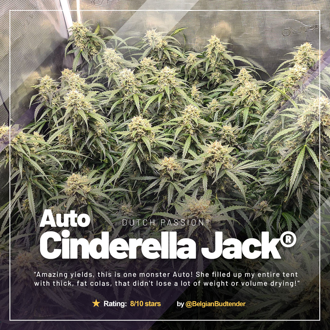 Auto-Cinderella-Jack-diary-of-the-month