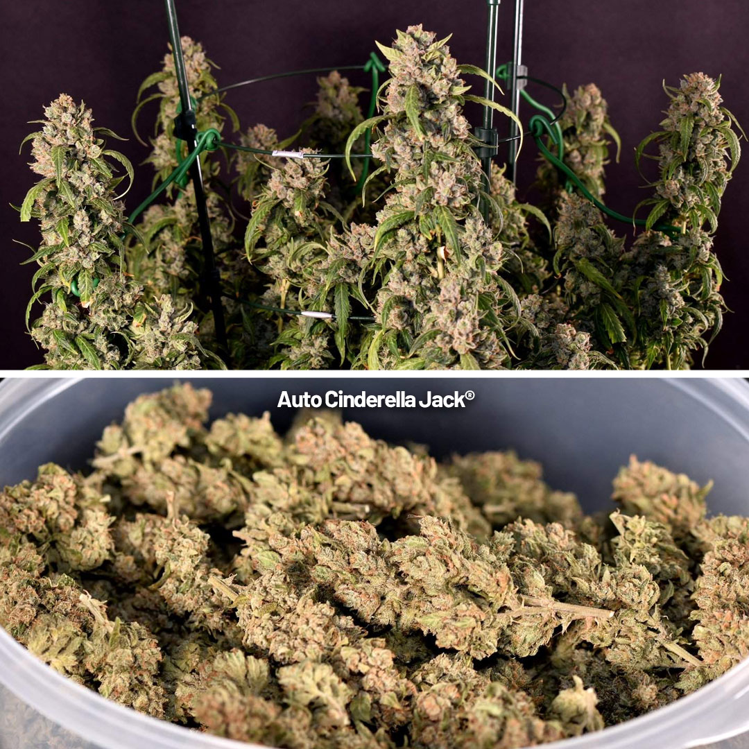 She developed great stickiness with an amazing smell. Awesome plant!