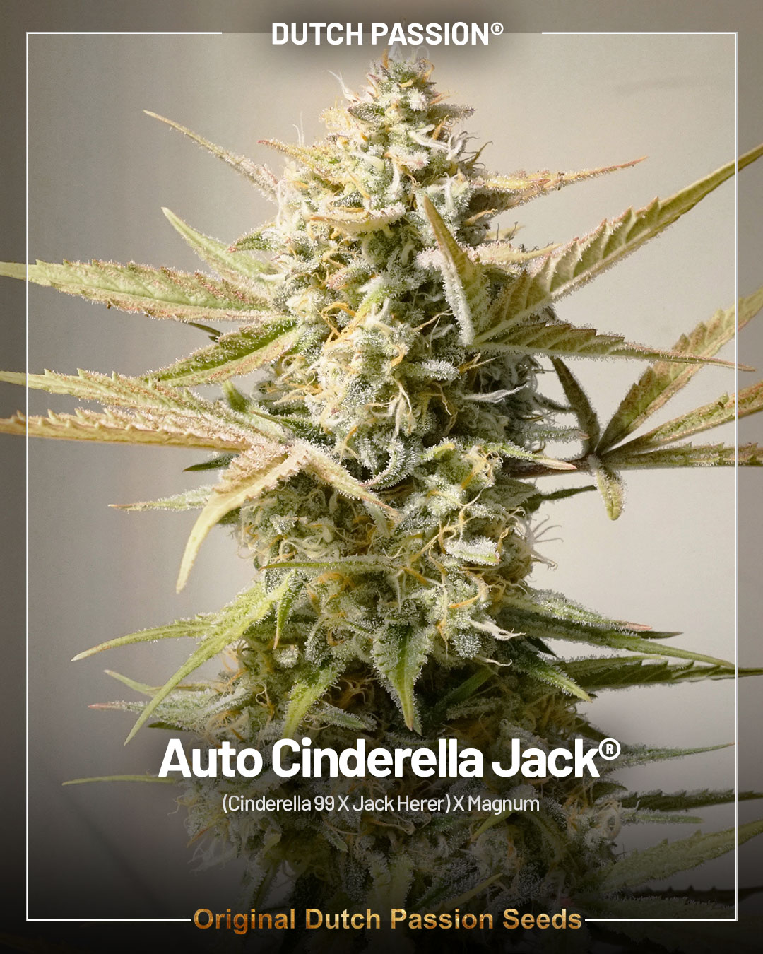 Auto Cinderella Jack the classic potent best selling autoflower