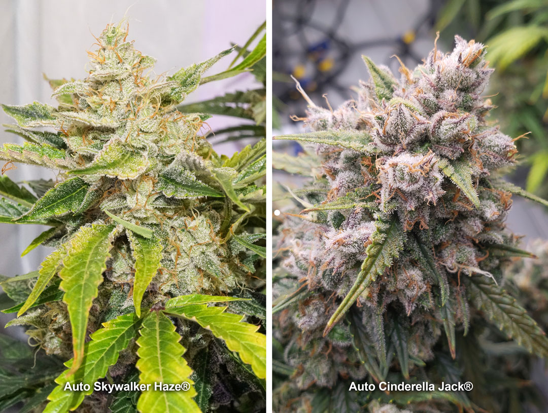 Auto-Cinderella-jack-and-Auto-skywalker-haze-extremely-potent-autoflowers
