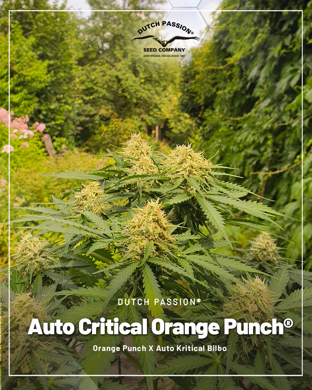 Auto-Critical-Orange-Punch-easy-automatic-for-outdoor-growing