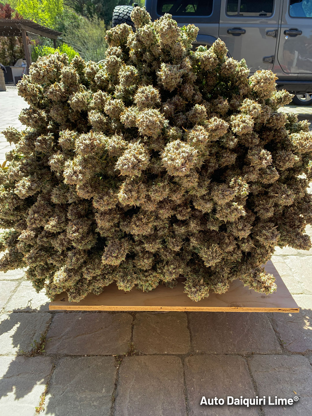 Auto-Daiquiri-Lime---Dutch-Passion---harvest-day-4
