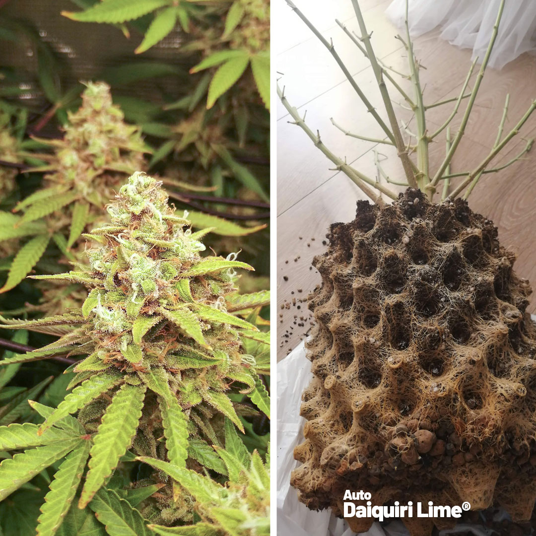 Auto-Daiquiri-lime-autoflower-grow-review-large-yield-citrus-taste