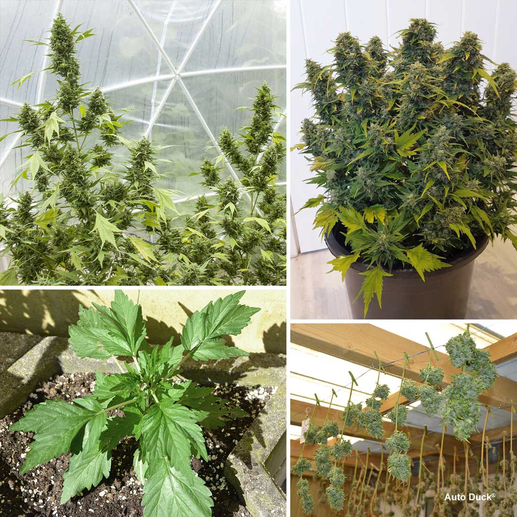 Auto-Duck-outdoor-easy-autoflower-cannabis-seeds_1