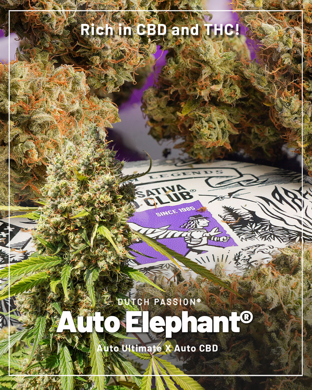 Auto-Elephant-the-autoflower-high-in-thc-and-cbd