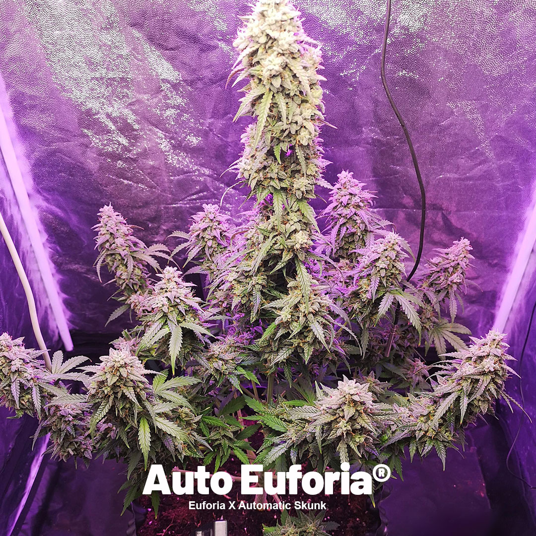 Auto-Euforia-Cup-winner-2023B