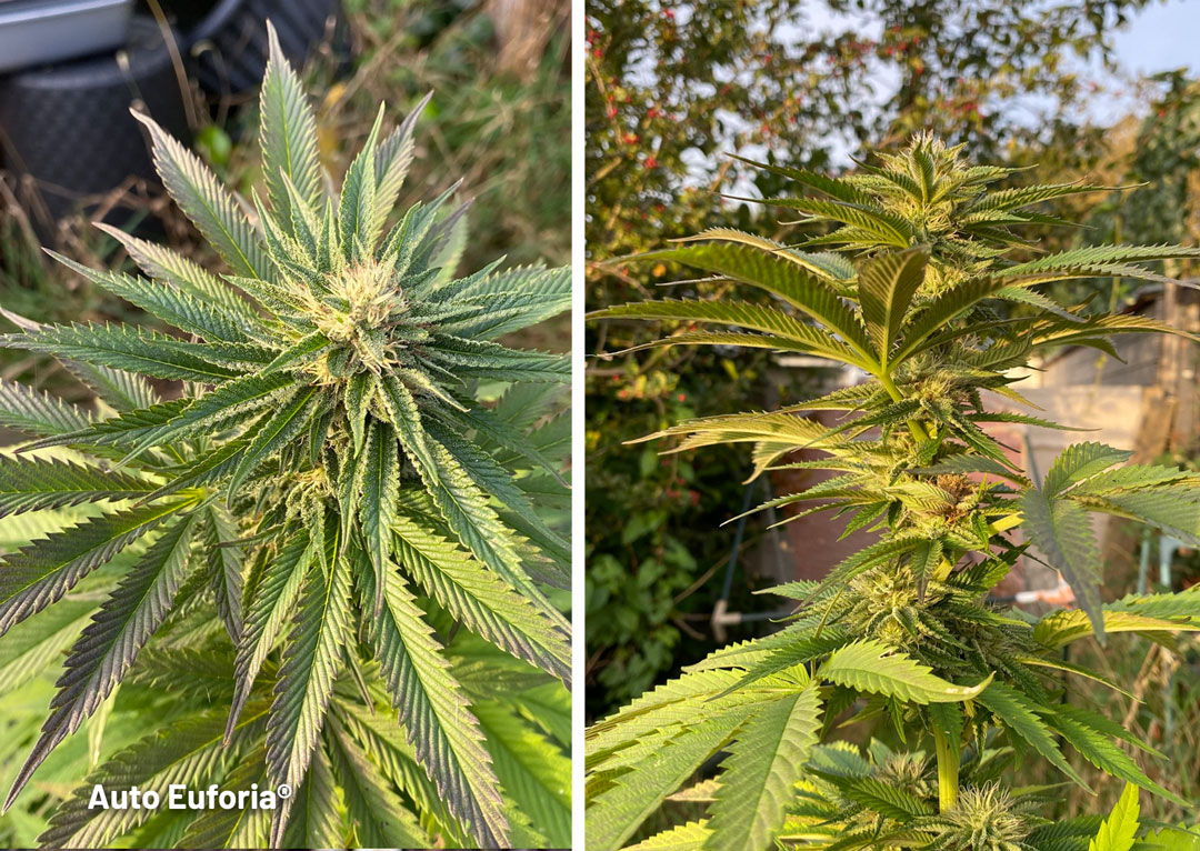 Auto-Euforia-autoflower-enjoying-some-nice-outdoor-sun