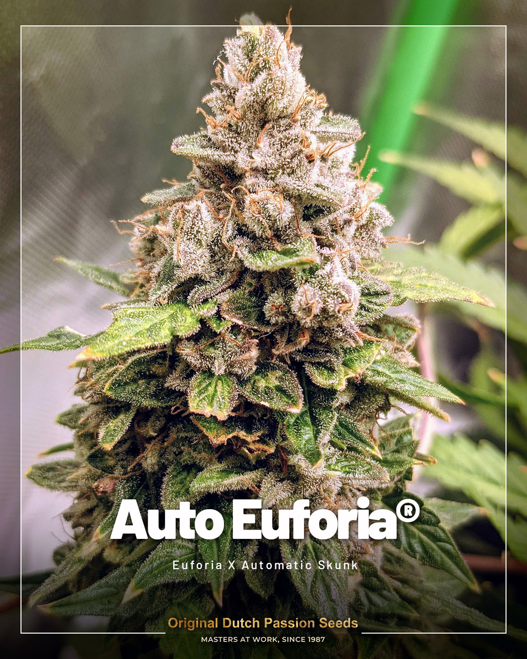 Auto Euforia cannabis seeds by Dutch Passion