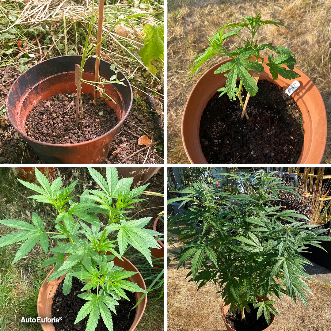 Auto-Euforia-recovery-process-outdoor-growing-autoflower