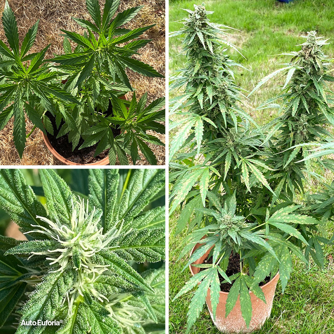 Auto-Euforia-recovery-process-outdoor-growing-autoflower-dutch-passion-skunk