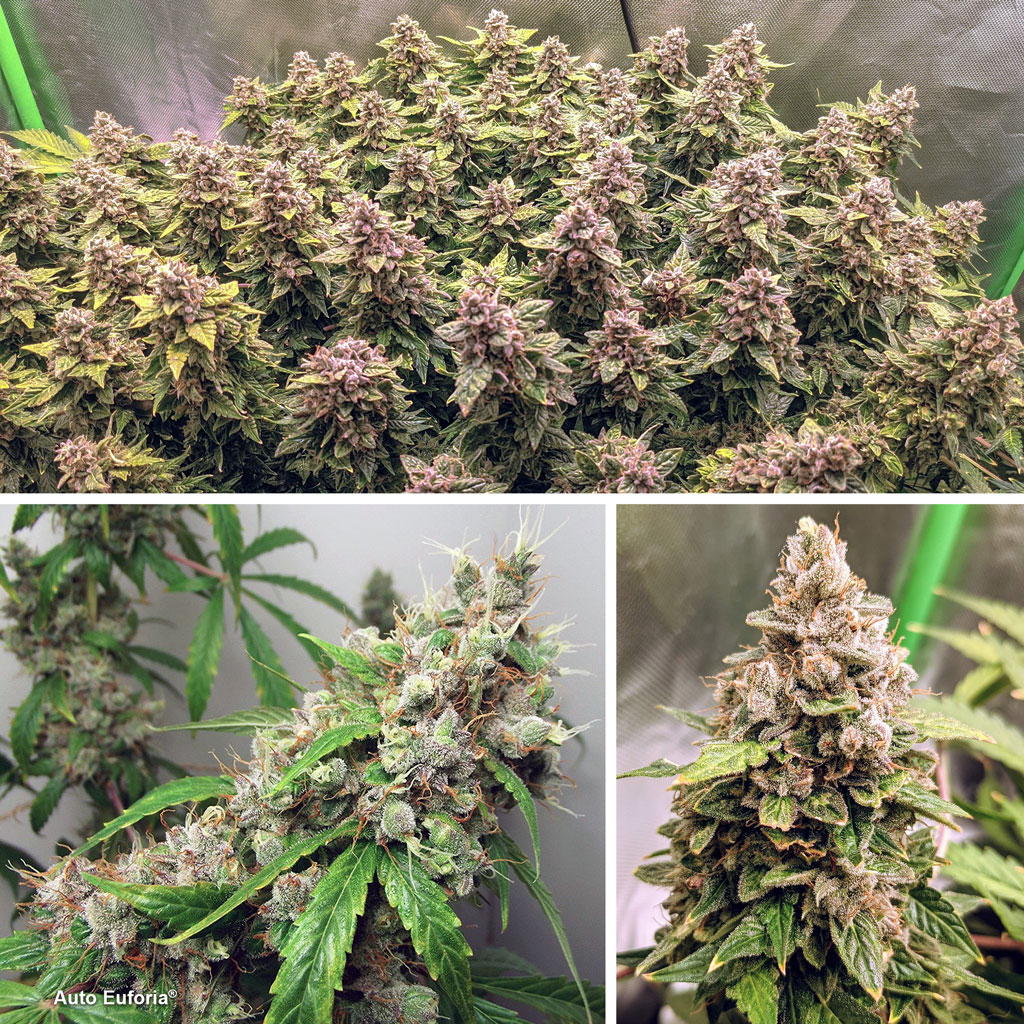 Auto-Euforia-skunk-genetics-autoflower-by-dutch-passion