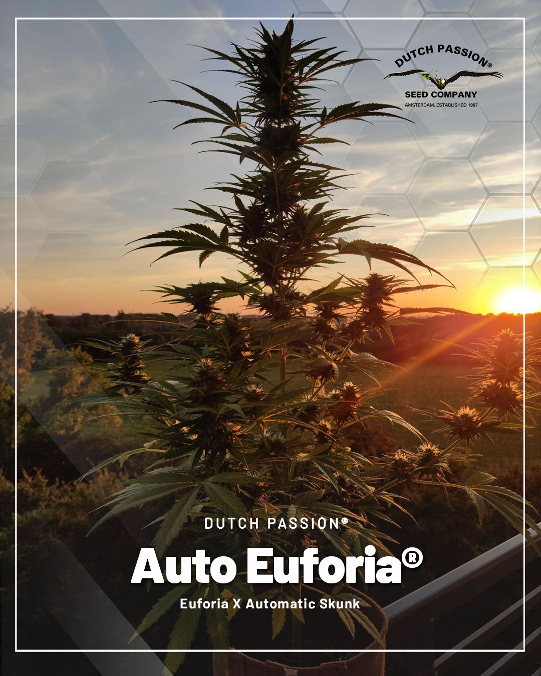 Auto-Euforia-the-skunk-automatic-for-outdoors
