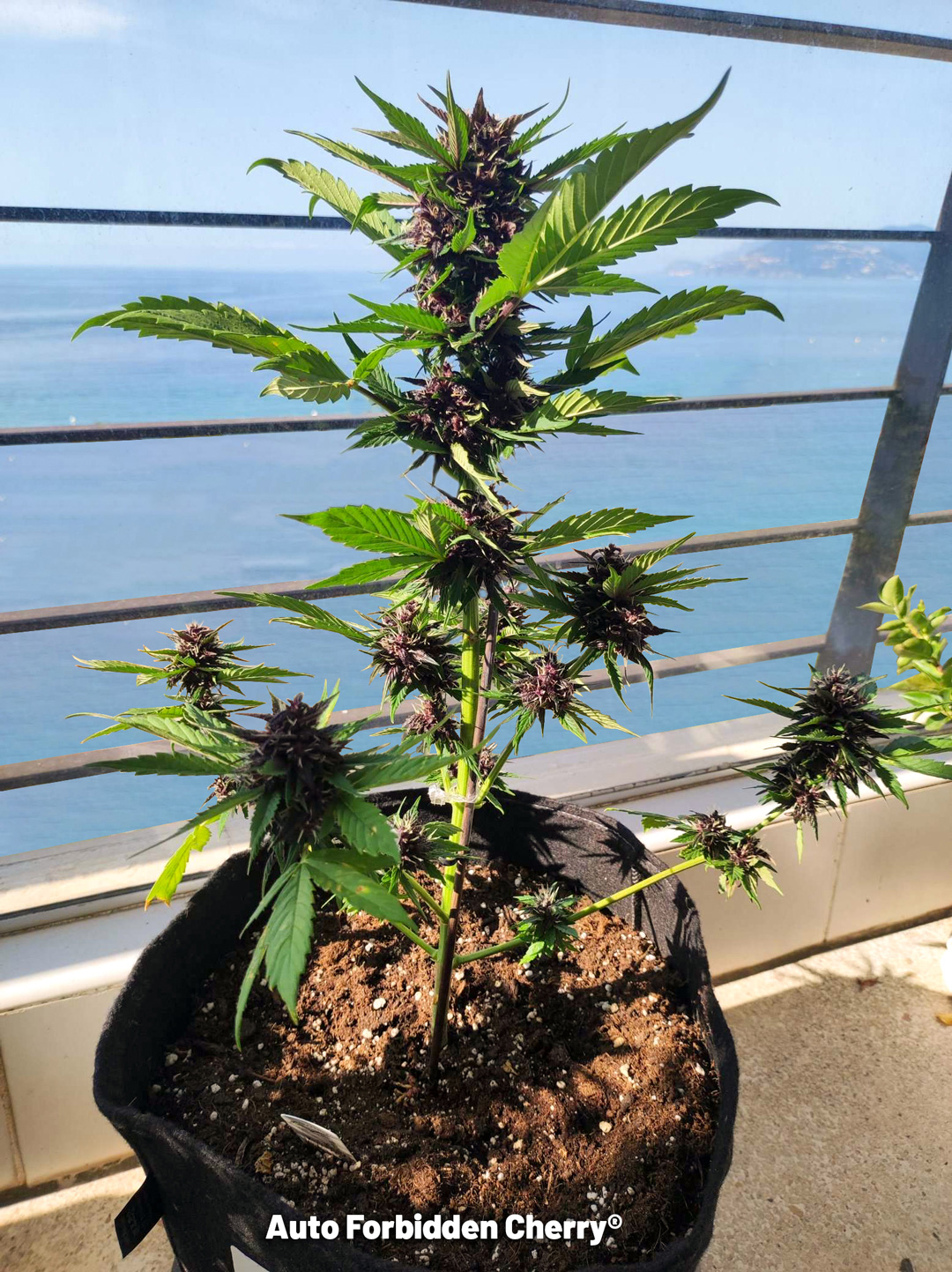 Auto-Forbidden-Cherry-Dutch-Passion-outdoor-in-france