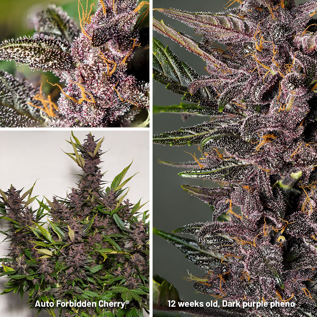 Auto-Forbidden-cherry-12-weeks-old-overview-B