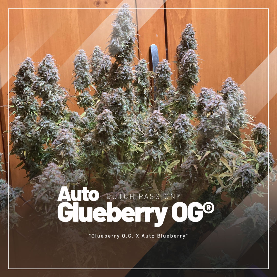 Auto-Glueberry-OG-best-sellers-2023