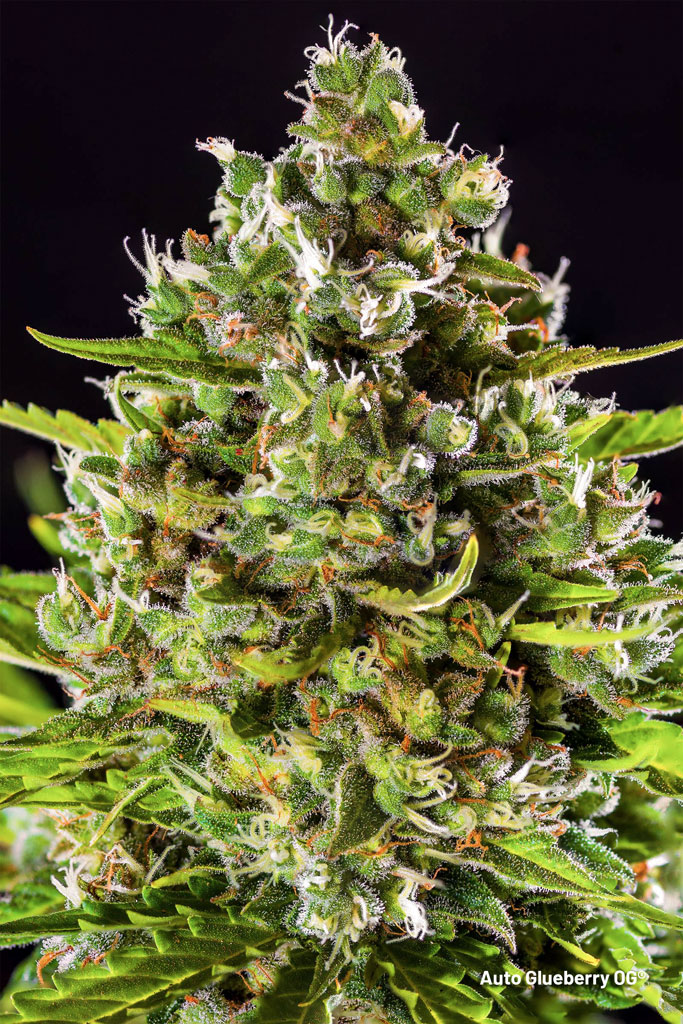 Auto-Glueberry-OG-xxl-autoflower-with-large-yields-frosty-bud