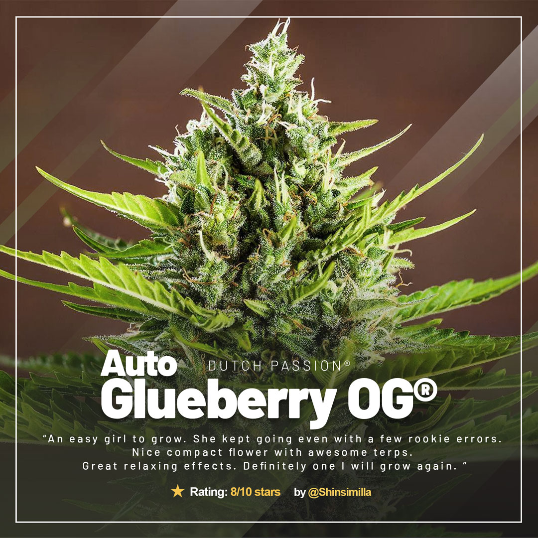 Auto-Glueberry-OG-xxl-autoflower-with-large-yields