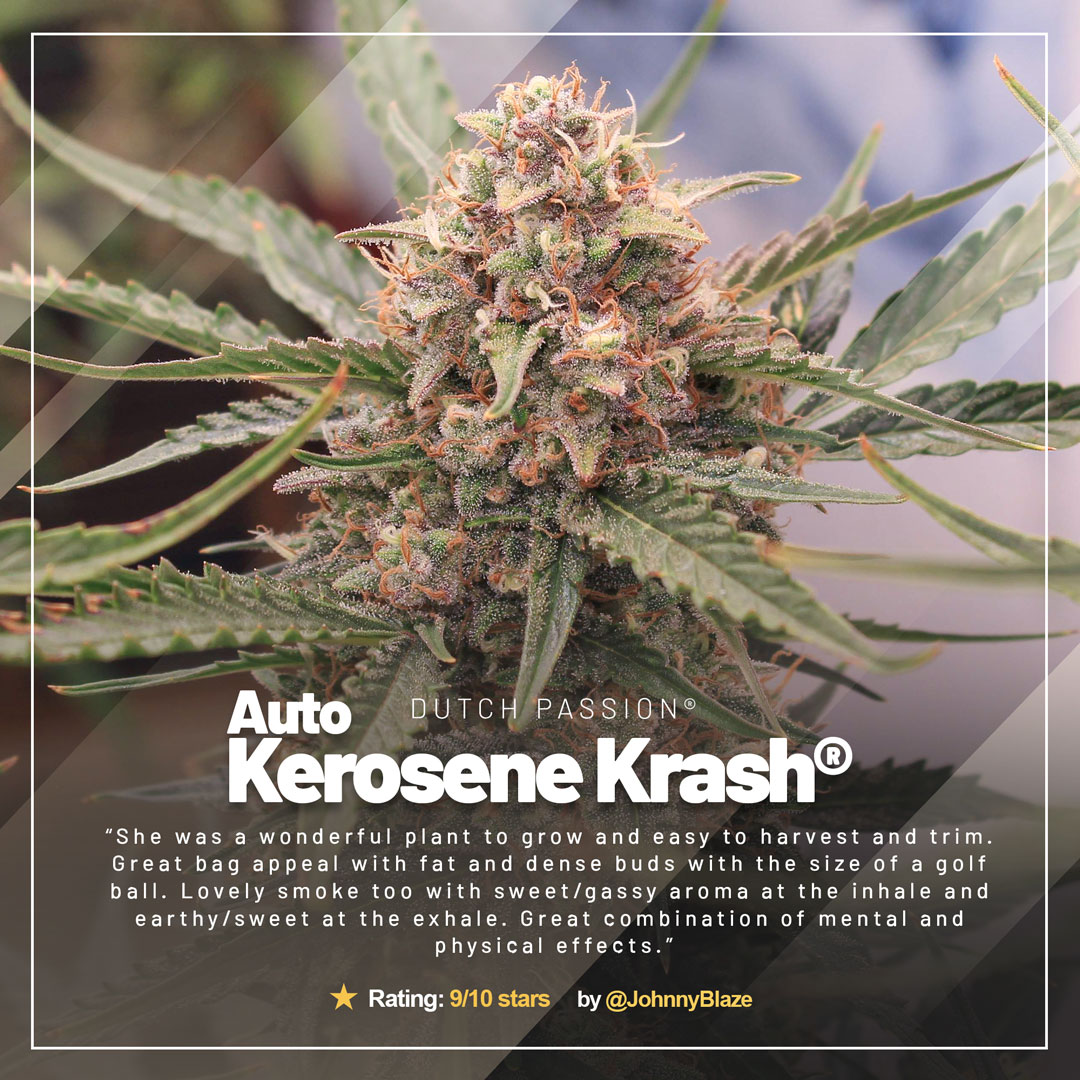 Auto-Kerosene-Krash-autoflower-by-dutch-passion-grow-review-A