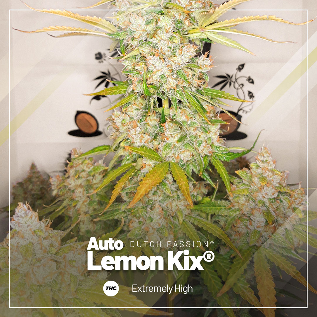 Auto-Lemon-Kix-extremely-high-in-thc.