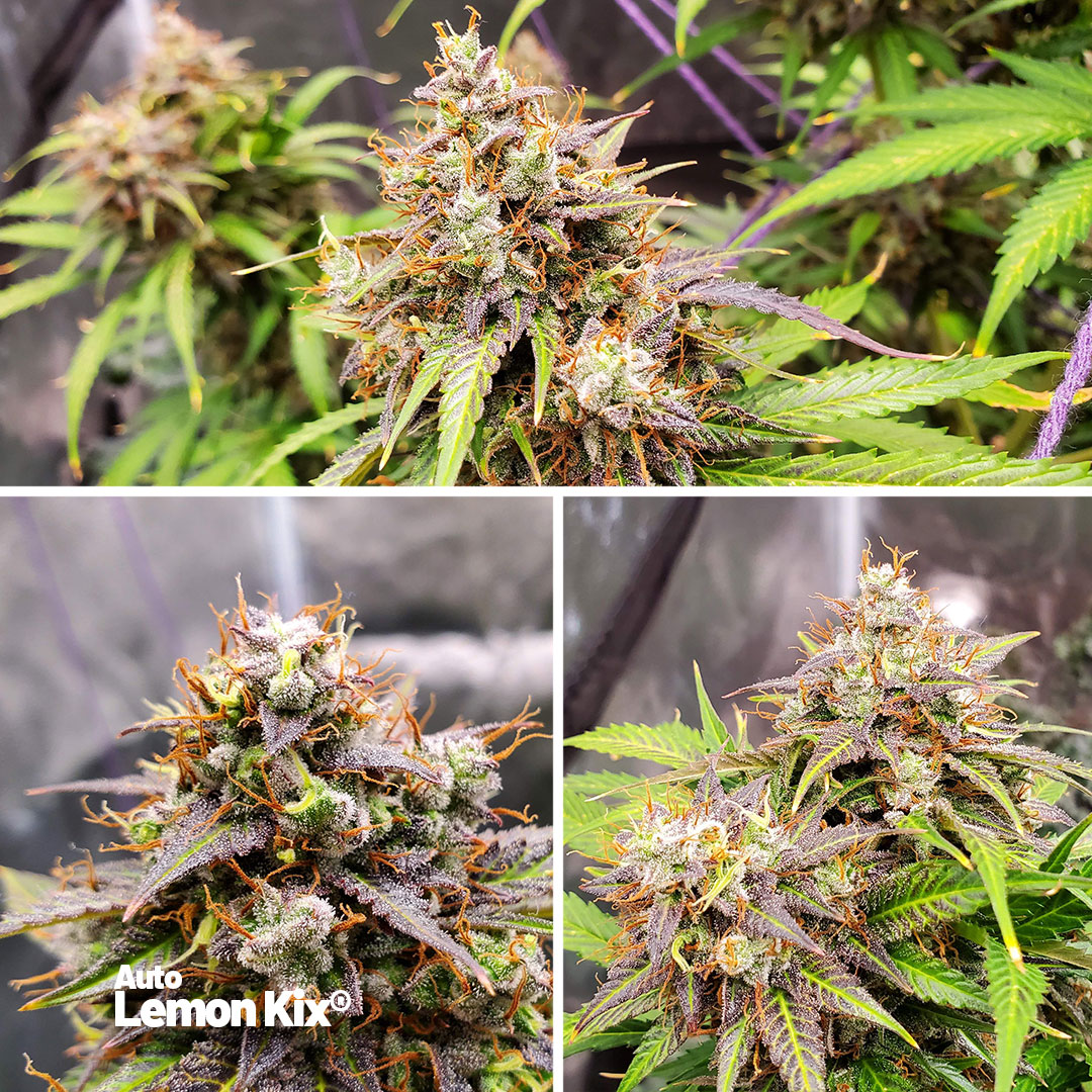 Auto-Lemon-Kix-frosty-autoflower-cannabis-buds