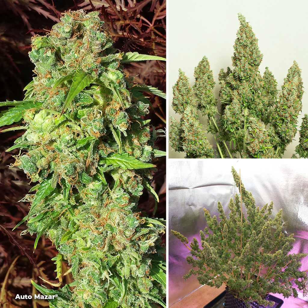 Auto-Mazar--dutch-passion-autoflowers-for-SOG