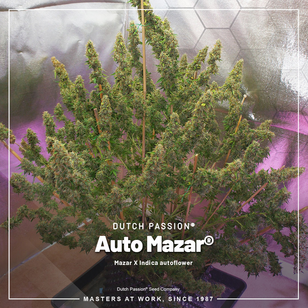 Auto-Mazar-autoflower-classic-wietzaadjes
