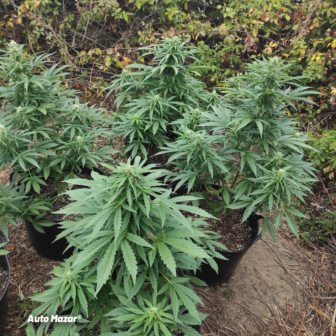 Auto-Mazar-autoflower-outdoor-guerrilla-grows_1