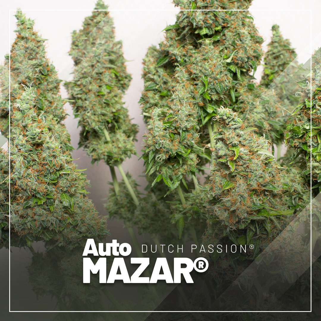 Auto-Mazar-autoflowers-by-dutch-passion-seed-company