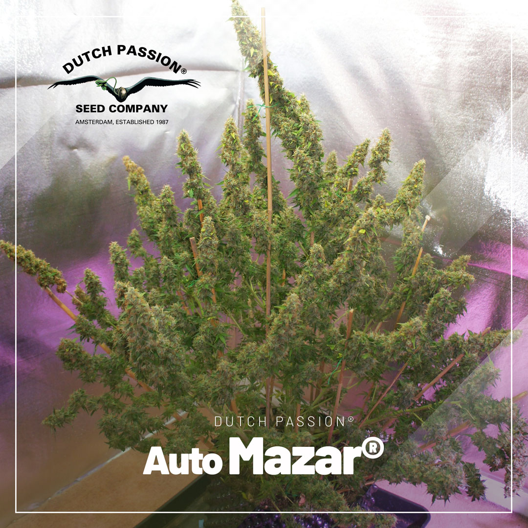 Auto-Mazar-christmas-tree-structure-autoflowers