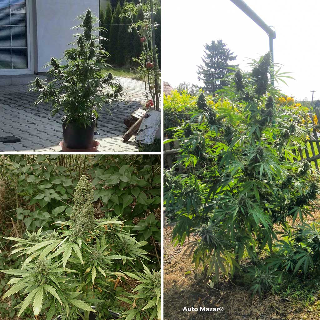 Auto-Mazar-dutch-passion-autoflower_1