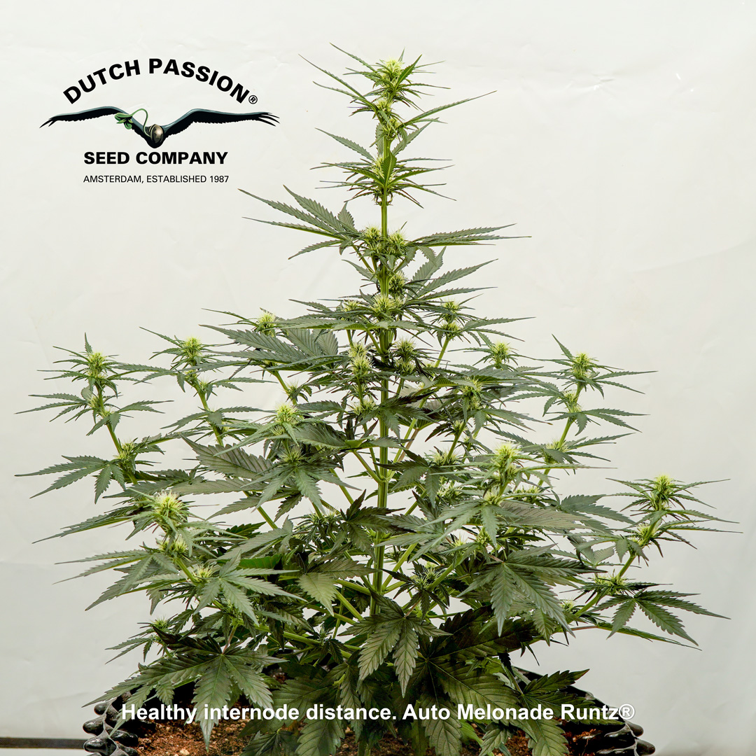 Auto-Melonade-Runtz-autoflower