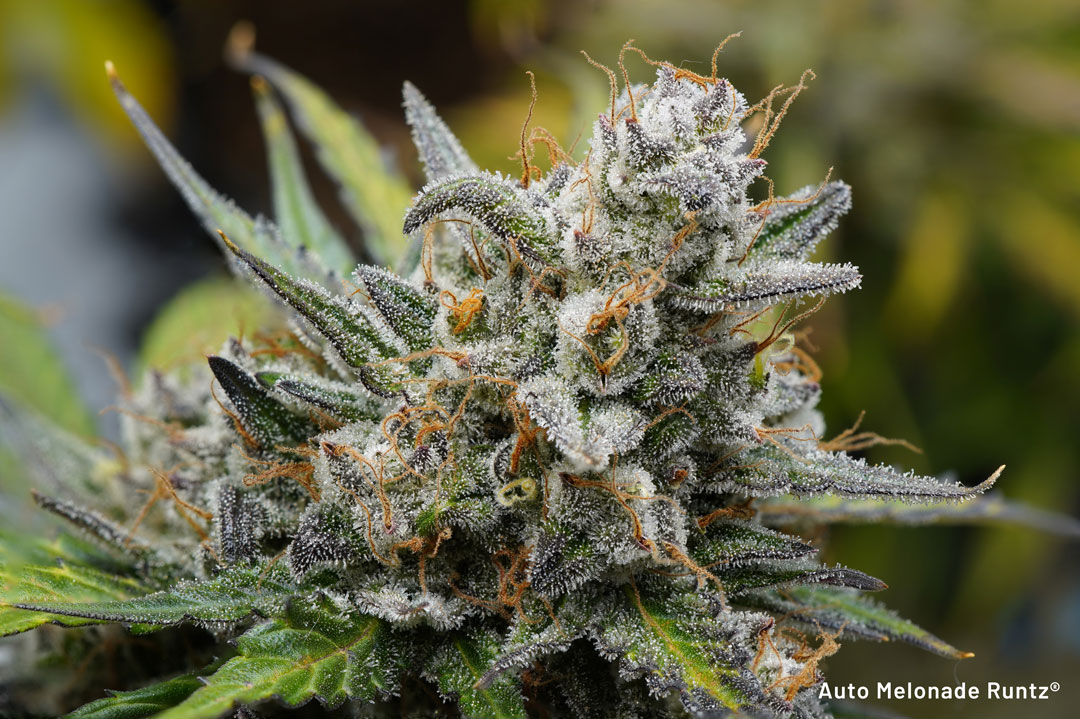 Auto-Melonade-Runtz-cannabis-seeds-high-is-farnesene