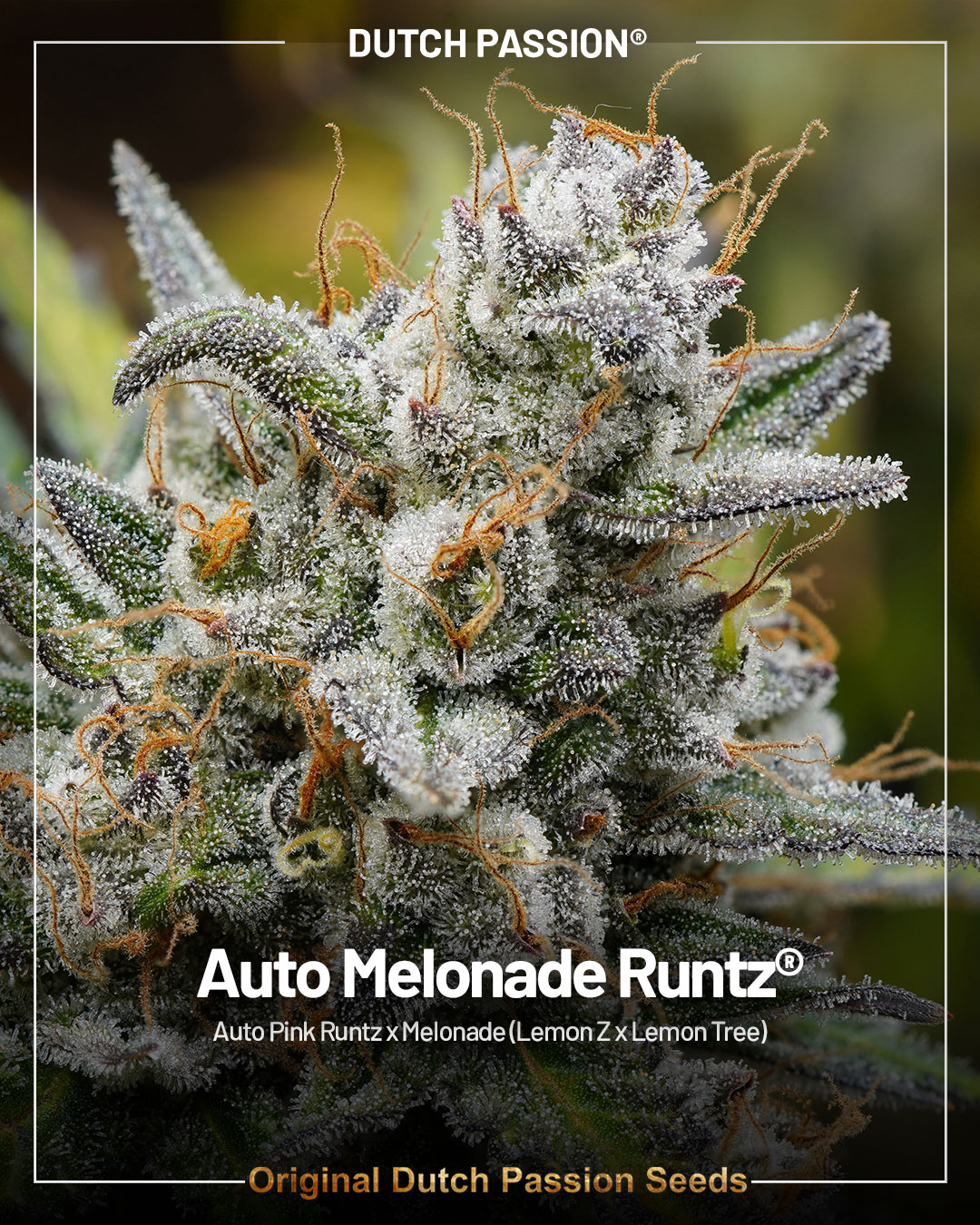 Auto Melonade Runtz super popular autoflower by dutch passion
