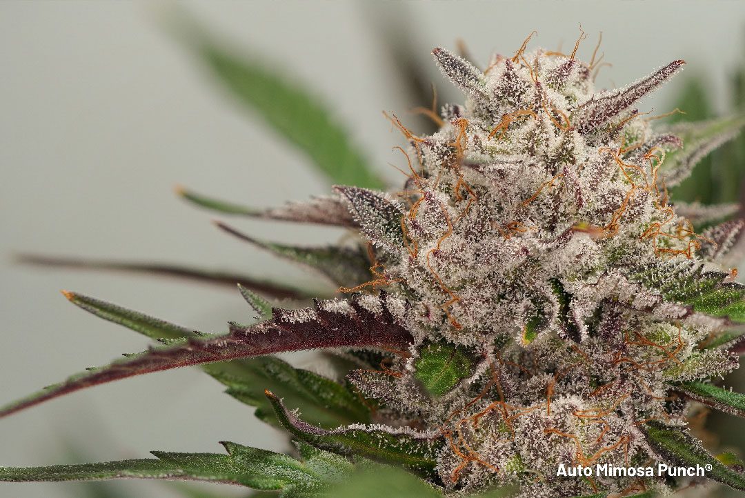 Auto-Mimosa-Punch-autoflower-with-high-terpenes
