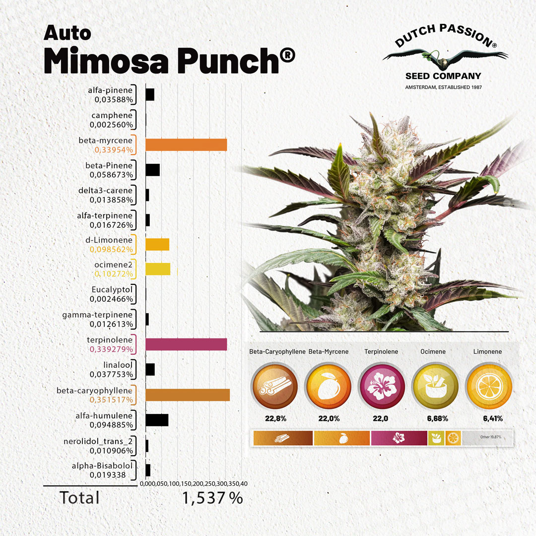 Auto-Mimosa-Punch-terpenes-over-1-procent