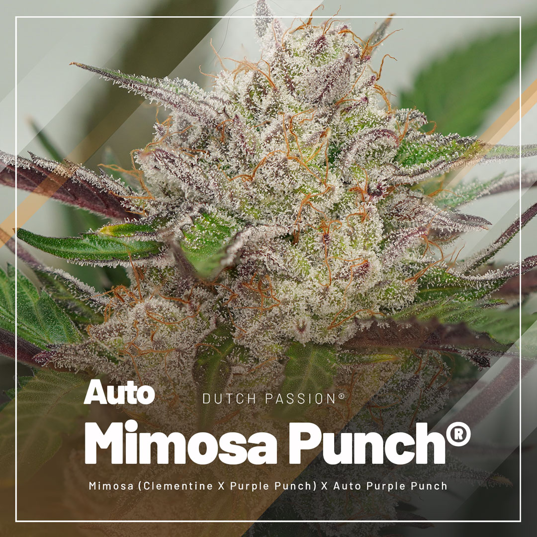 Auto-Mimosa-Punch-the-extreme-terpene-autoflower