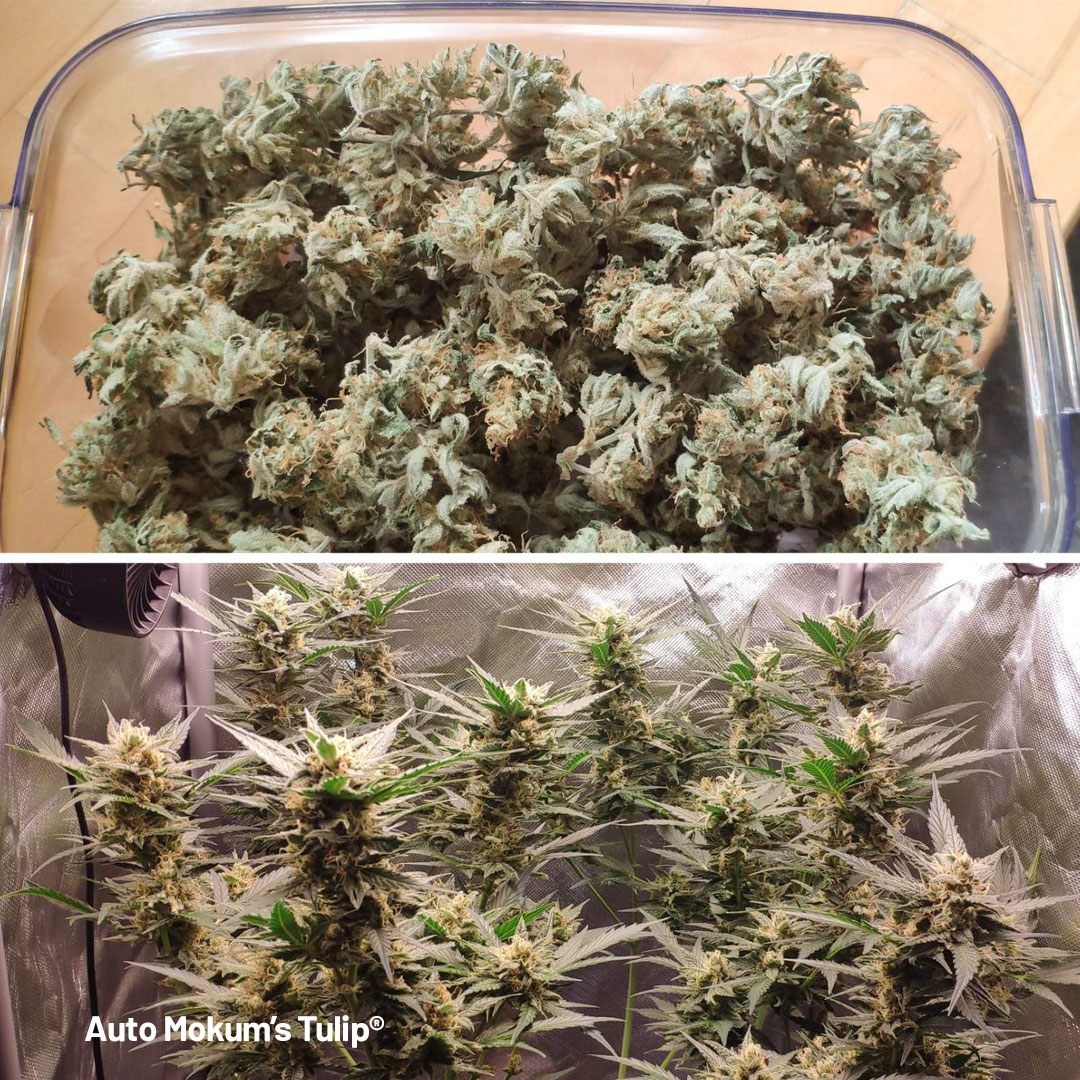 Auto-Mokums-tulip-grow-of-the-month-frosty-buds-overview