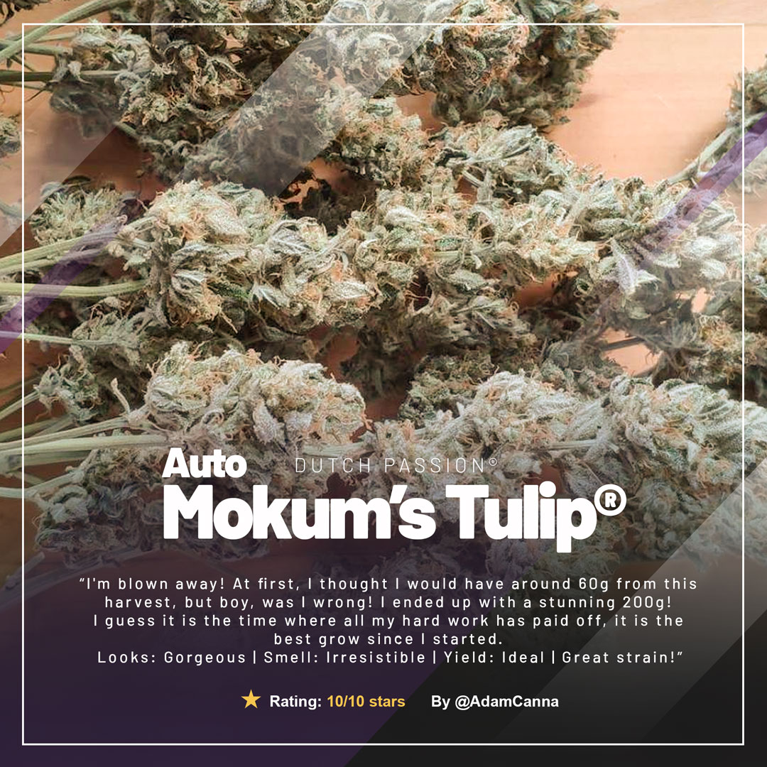 Auto-Mokums-tulip-grow-of-the-month-frosty-buds