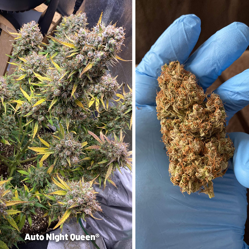 Auto-Night-Queen-indica-autoflower-dutch-passion-cannabis-seeds
