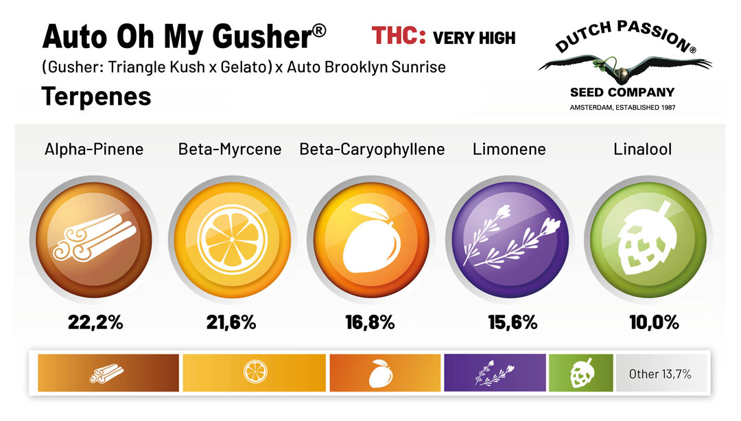 Auto Oh My Gusher (Gusher: Triangle Kush x Gelato) x Auto Brooklyn Sunrise