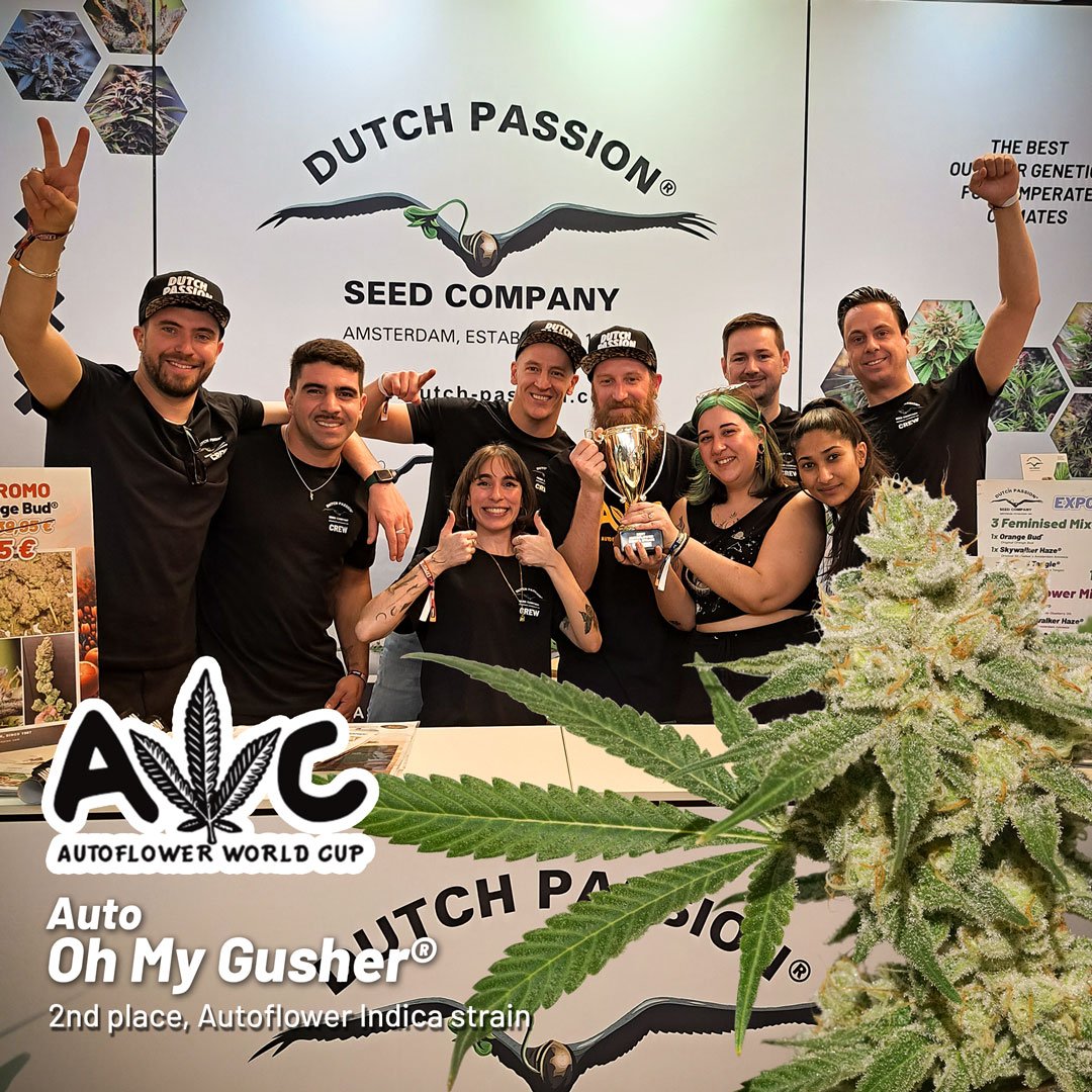 Auto-Oh-my-gusher-2nd-place-cannabis-cup-autoflower-world-cup