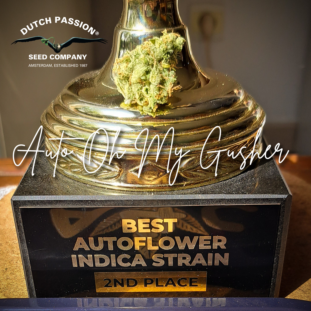 Auto-Oh-my-gusher-2nd-place-cannabis-cup