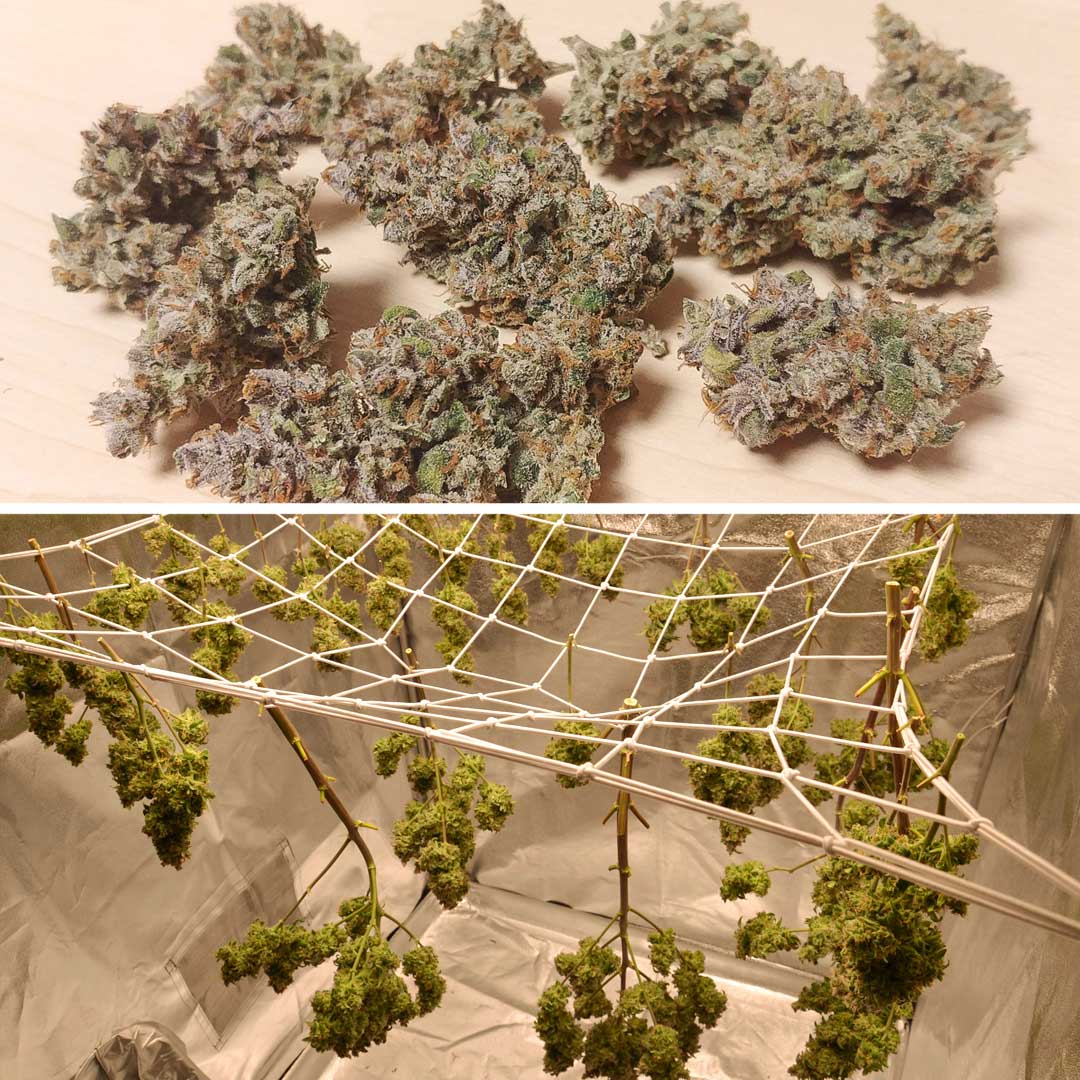 Auto-Orange-Bud-270g-dry-yield-despite-grow-light-issues(